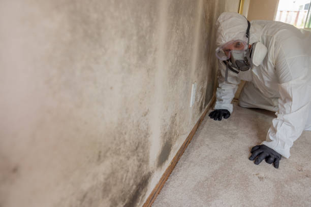 Best Mold Remediation for Healthcare Facilities  in Southaven, MS