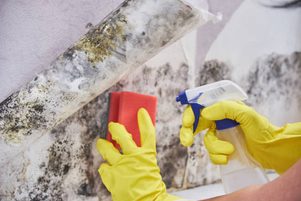 Mold Removal for HVAC Installations